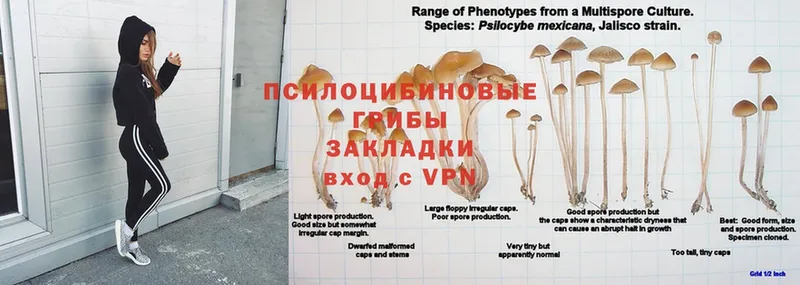 где купить   Выборг  Псилоцибиновые грибы мухоморы 